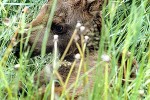 alces alces moose alces alces moose