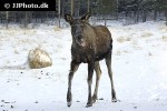alces alces moose alces alces moose