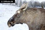 alces alces moose alces alces moose
