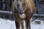 alces alces moose alces alces moose