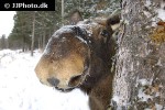 alces alces moose alces alces moose