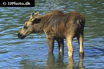 alces alces moose alces alces moose