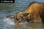 alces alces moose alces alces moose