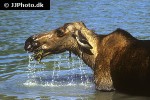 alces alces moose alces alces moose