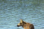 alces alces moose alces alces moose