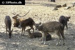 axis axis chital deer axis axis chital deer