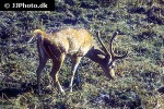 axis axis chital deer axis axis chital deer