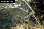 axis axis chital deer axis axis chital deer