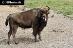 bison bonasus european bison bison bonasus european bison