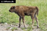 bison bonasus european bison bison bonasus european bison