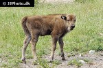 bison bonasus european bison bison bonasus european bison