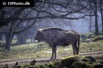 bison bonasus european bison bison bonasus european bison