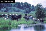 bos taurus cattle bos taurus cattle