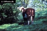 bos taurus cattle bos taurus cattle