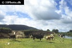 bos taurus cattle bos taurus cattle