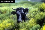 bos taurus cattle bos taurus cattle