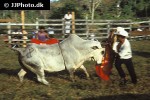 bos taurus cattle bos taurus cattle