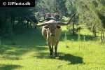 bos taurus cattle bos taurus cattle