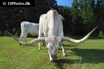 bos taurus cattle bos taurus cattle