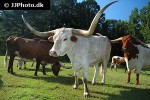 bos taurus cattle bos taurus cattle