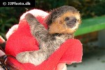 bradypus torquatus maned sloth bradypus torquatus maned sloth