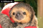 bradypus torquatus maned sloth bradypus torquatus maned sloth