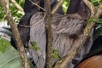bradypus variegatus brown throated sloth bradypus variegatus brown throated sloth