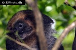 bradypus variegatus brown throated sloth bradypus variegatus brown throated sloth