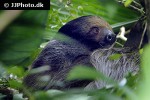 bradypus variegatus brown throated sloth bradypus variegatus brown throated sloth
