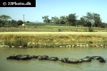 bubalus bubalis asian water buffalo bubalus bubalis asian water buffalo