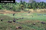 bubalus bubalis asian water buffalo bubalus bubalis asian water buffalo