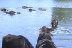 bubalus bubalis asian water buffalo bubalus bubalis asian water buffalo
