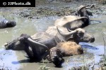 bubalus bubalis asian water buffalo bubalus bubalis asian water buffalo