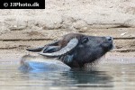 bubalus bubalis asian water buffalo bubalus bubalis asian water buffalo
