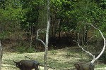 bubalus bubalis asian water buffalo bubalus bubalis asian water buffalo