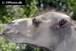 camelus bactrianus bactrian camel camelus bactrianus bactrian camel