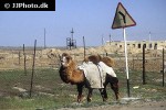 camelus bactrianus bactrian camel camelus bactrianus bactrian camel