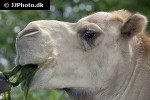 camelus dromedarius dromedary camelus dromedarius dromedary
