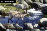 capra pyrenaica iberian ibex capra pyrenaica iberian ibex
