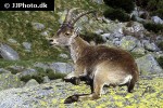 capra pyrenaica iberian ibex capra pyrenaica iberian ibex