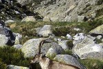 capra pyrenaica iberian ibex capra pyrenaica iberian ibex