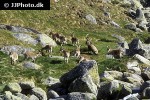 capra pyrenaica iberian ibex capra pyrenaica iberian ibex