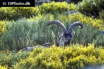 capra pyrenaica iberian ibex capra pyrenaica iberian ibex