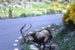 capra pyrenaica iberian ibex capra pyrenaica iberian ibex