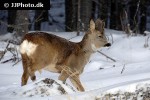 capreolus capreolus roe deer capreolus capreolus roe deer