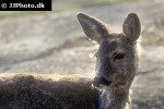 capreolus capreolus roe deer capreolus capreolus roe deer