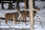 capreolus capreolus roe deer capreolus capreolus roe deer