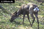 capreolus capreolus roe deer capreolus capreolus roe deer