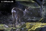 capreolus capreolus roe deer capreolus capreolus roe deer