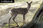 capreolus capreolus roe deer capreolus capreolus roe deer